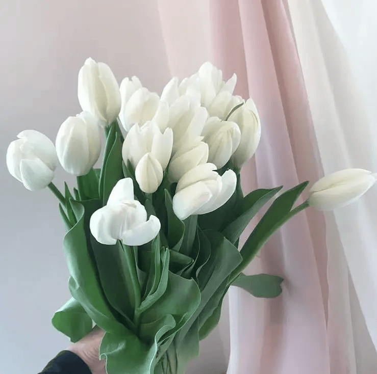 50张郁金香花束图片,学习了!