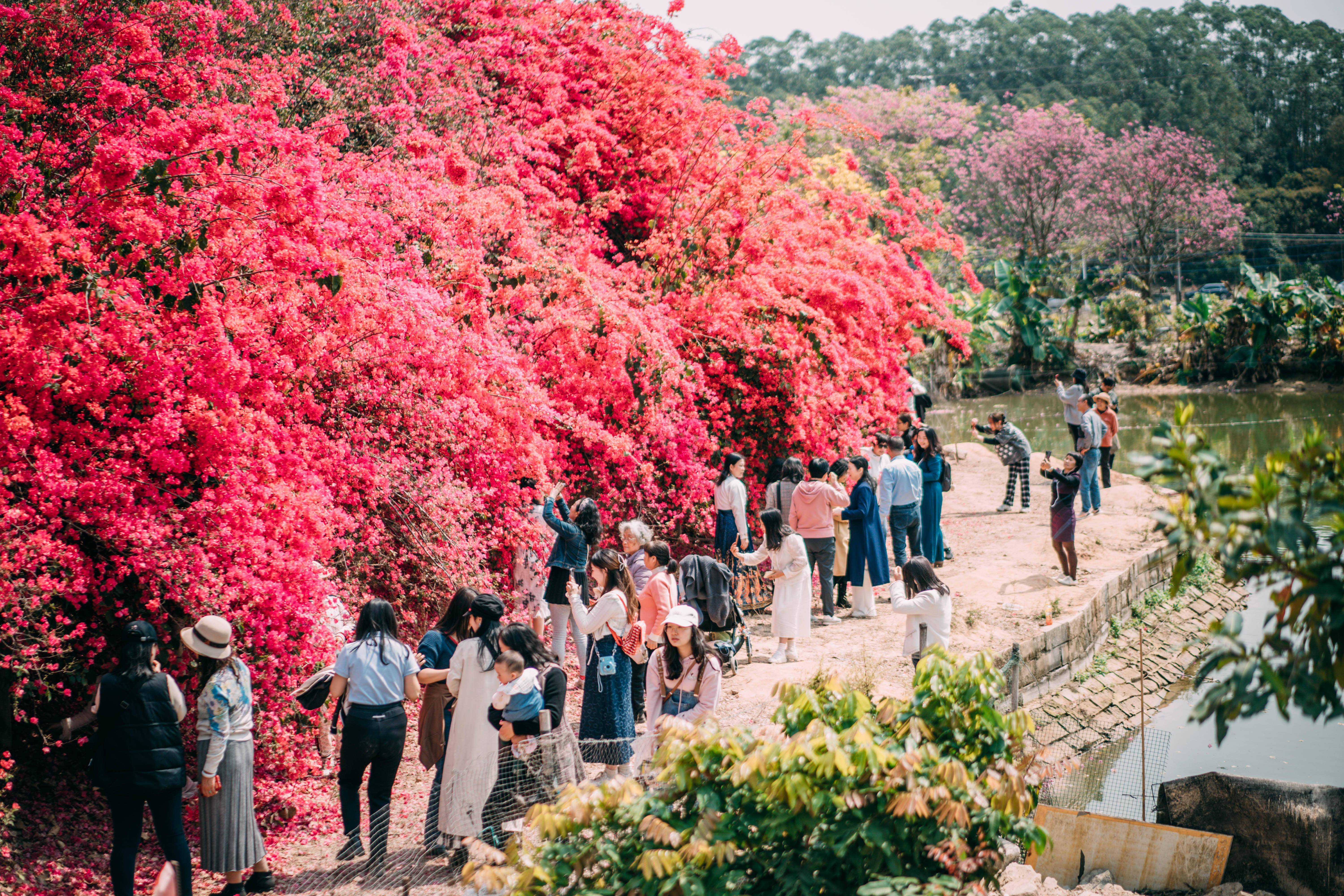 惠州三栋看花的景点图片