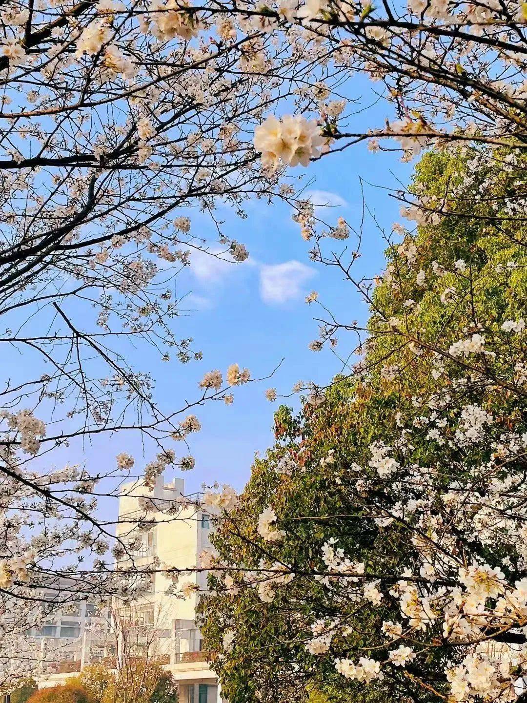 又被你美到了,我的科大!_樱花_微风_大学生