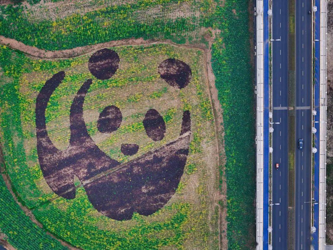 那些网红城市背后的文化密码成都因熊猫文化更显温柔