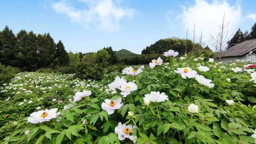 到西充看春天仙林镇第七届牡丹花季即将开幕