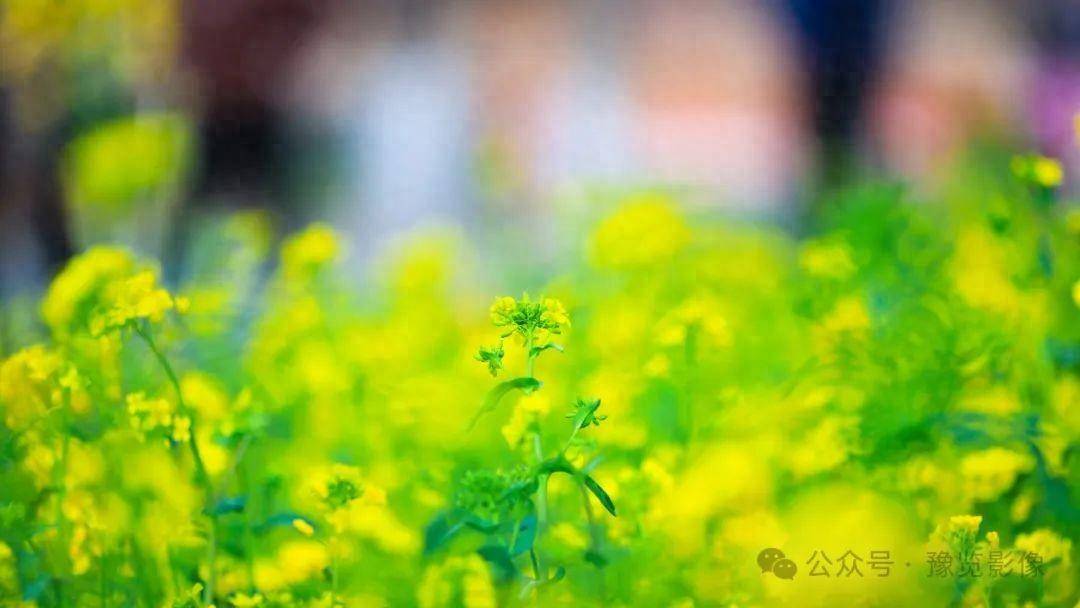 西部高原地区7-8月开花,茎梢着花,花为总状花序,花萼片四片,黄绿色