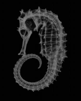 解说文字,让孩子们轻松了解各种生物的身体构造,生活习性,如:熊蜂