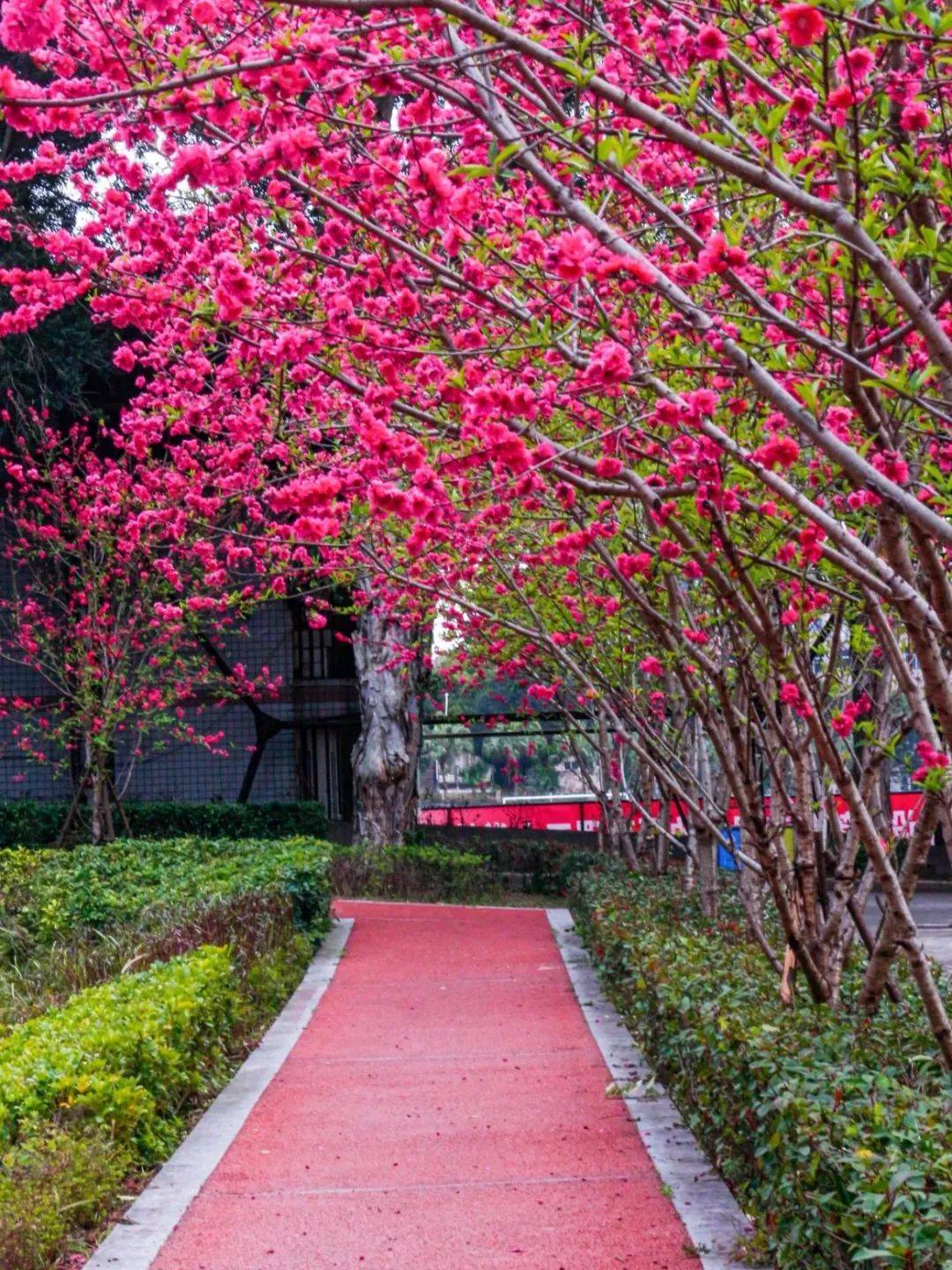7福建江夏学院一年好景,最美不过春光在这个明媚的仲春时节不妨与三五