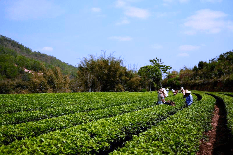 精神文明创建来惠东上春山采春茶