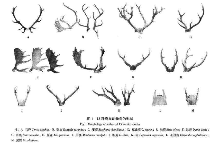 麋鹿角解图片