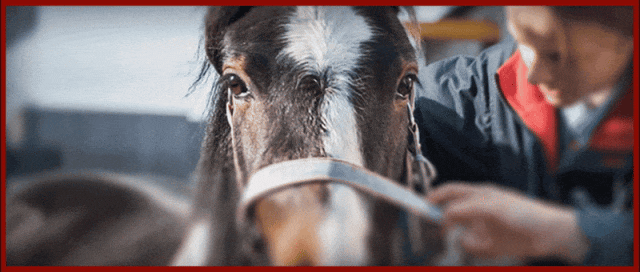 近日,一项由英国皇家兽医学院(royal veterinary college)与美国