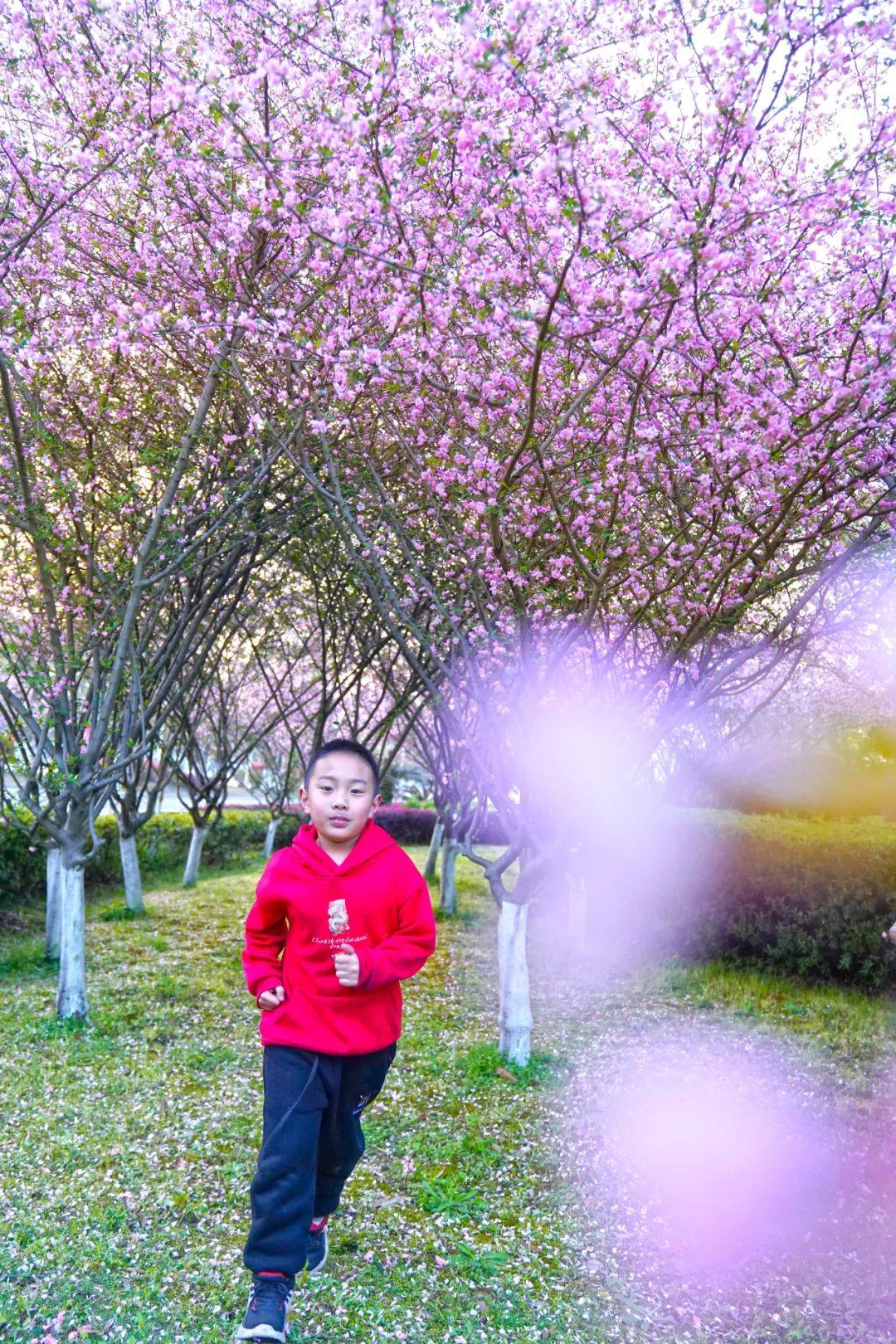 似胭脂轻染又似云霞漫天海棠色乍一撞入眼帘走进公园足以点亮半个公园