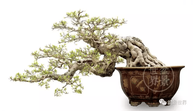 《醉邀明月》(铁马鞭,飘长68cm)▲泉州曾志强作品《高山流水》(榕树