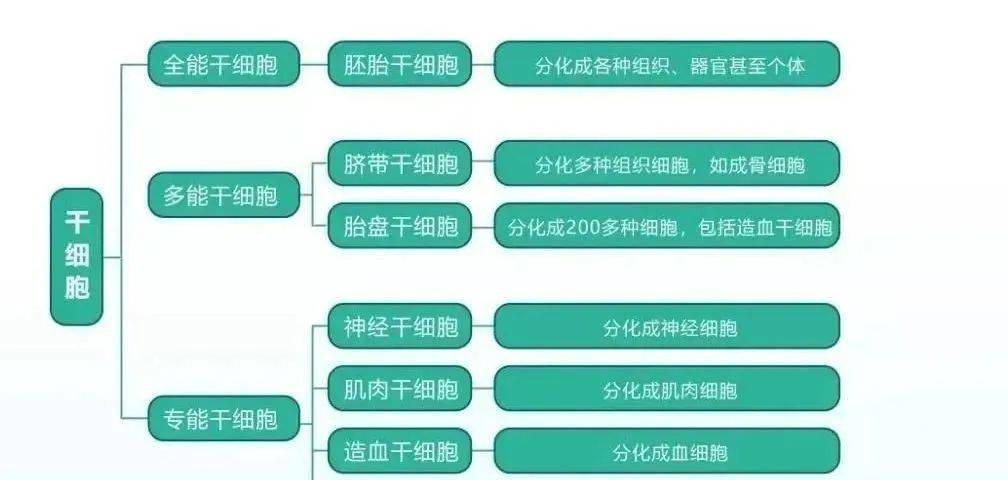 科普 新趋势干细胞疗法的 15 个好处