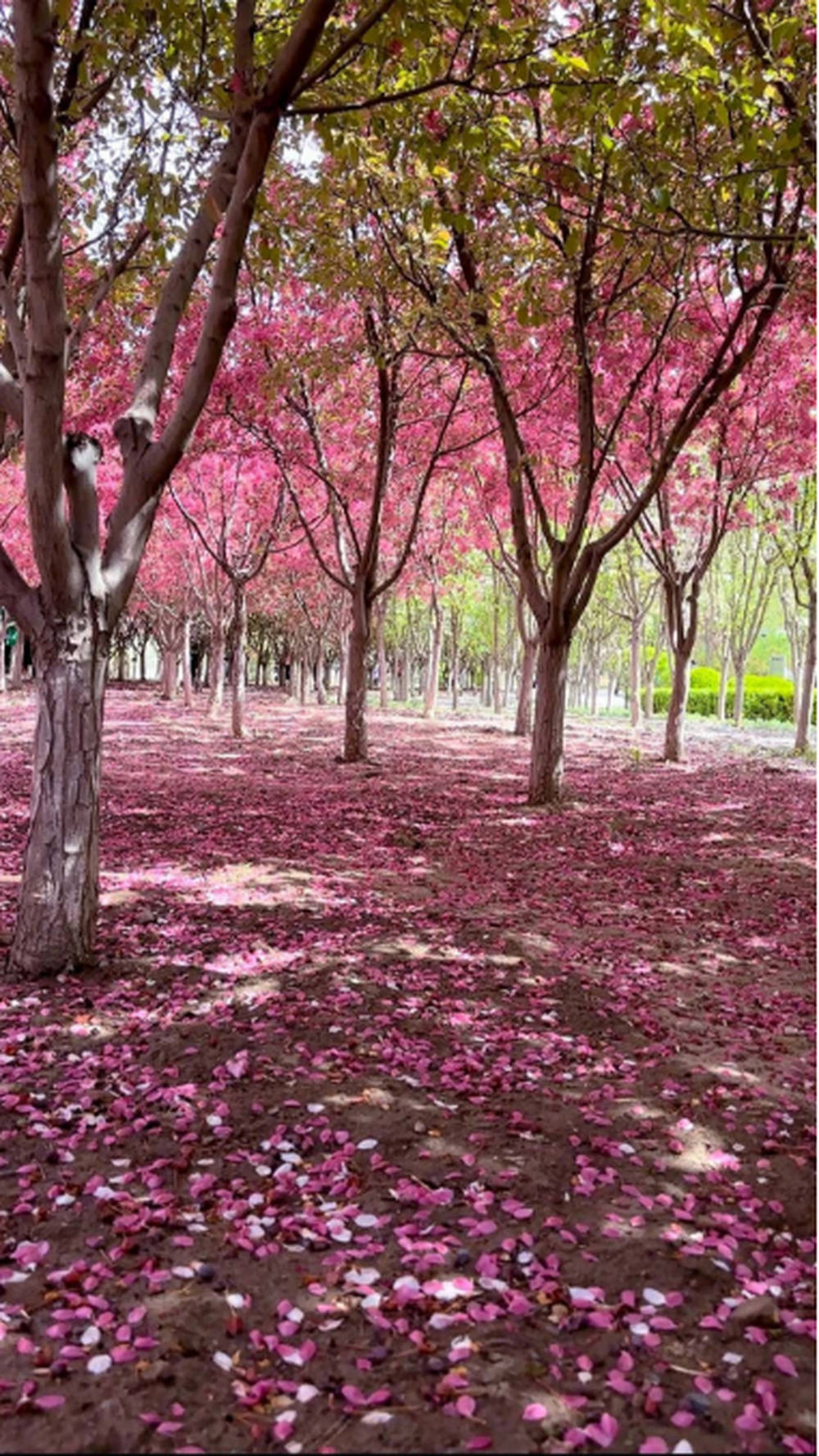 山西省ai太原春意尽在眼前