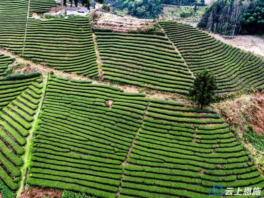 组图 | 宣恩:茶园春光美