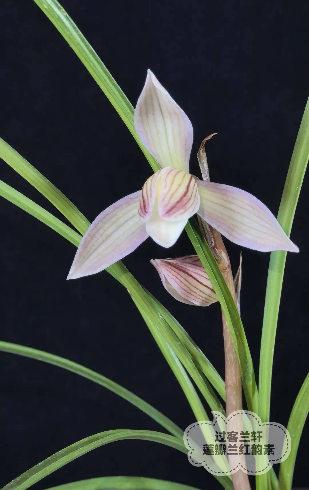 兰界言论说说兰花翻盆儿的事