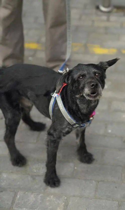 神犬小七立大功了