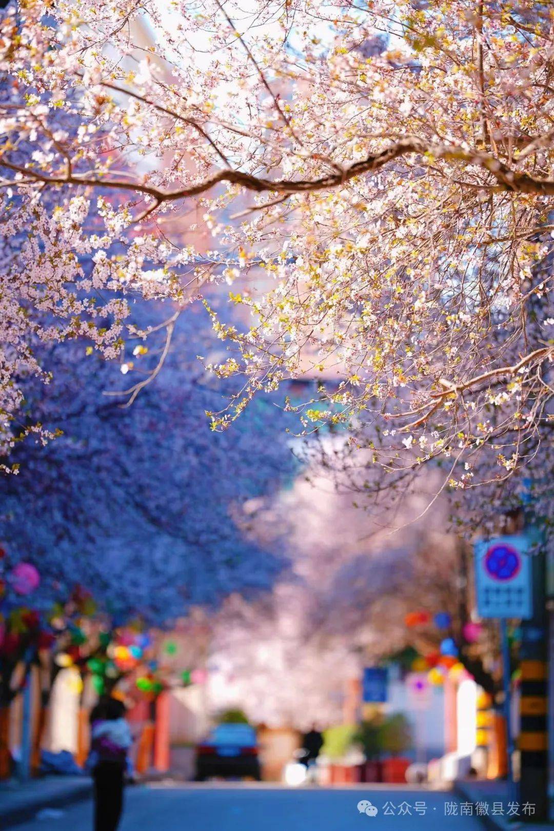 徽县:一路繁花春意浓