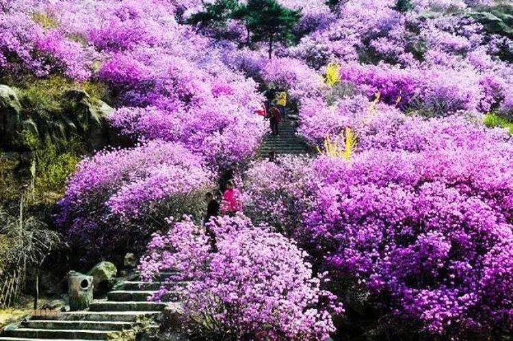 【相约大珠山 赏漫山红杜鹃】青岛大珠山 海军公园特惠赏花一日游