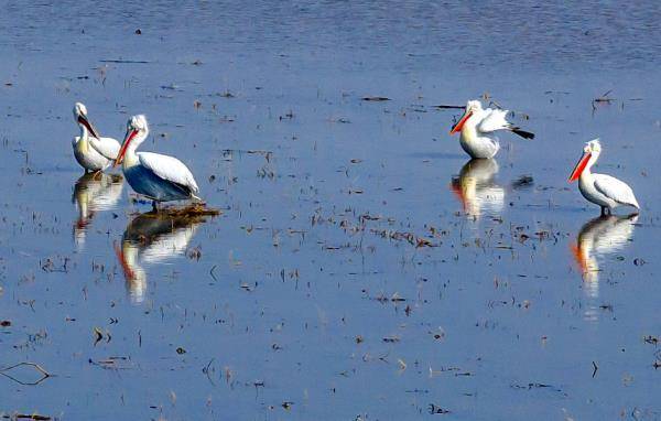 卷羽鹈鹕现身桑干河_湿地_大同_刘通