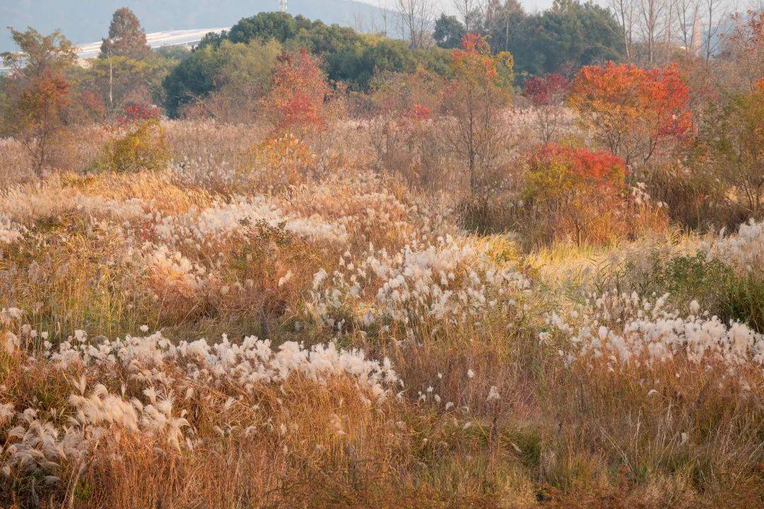 涉及航坞山郊野公园2035年完成市区全部郊野公园先行区建设