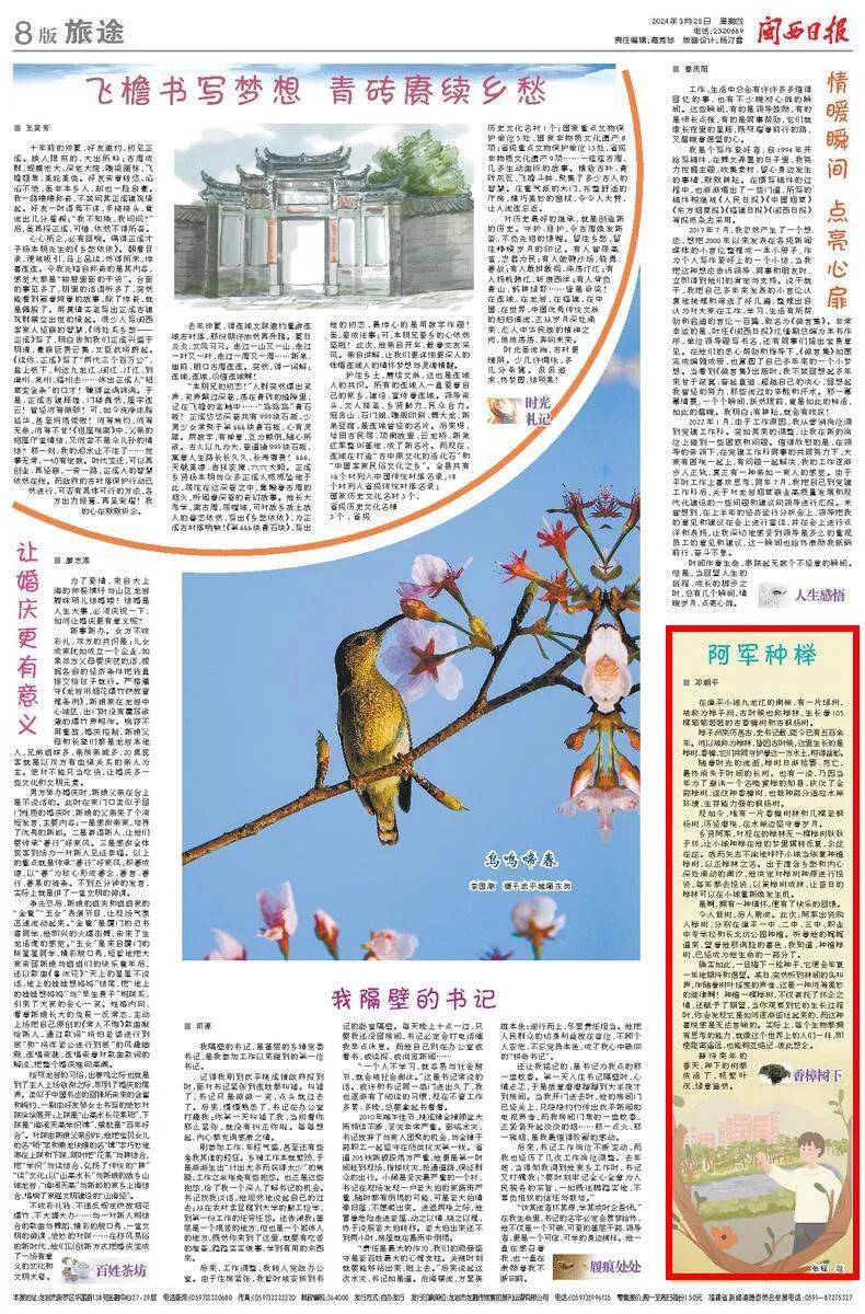 阿军种榉■ 邓朝平在漳平小城九龙江的南岸,有一片绿洲,被称为榉子洲