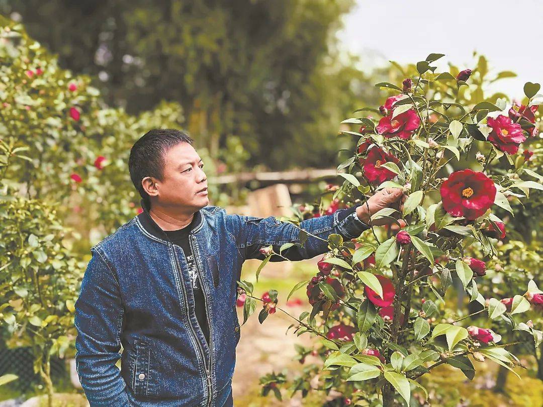 典型引路山茶花如何越开越艳
