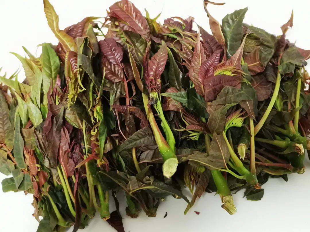 建议:此外,折耳根含草酸,肾结石患者不宜食用.