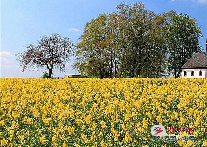 跟着油菜花看中国