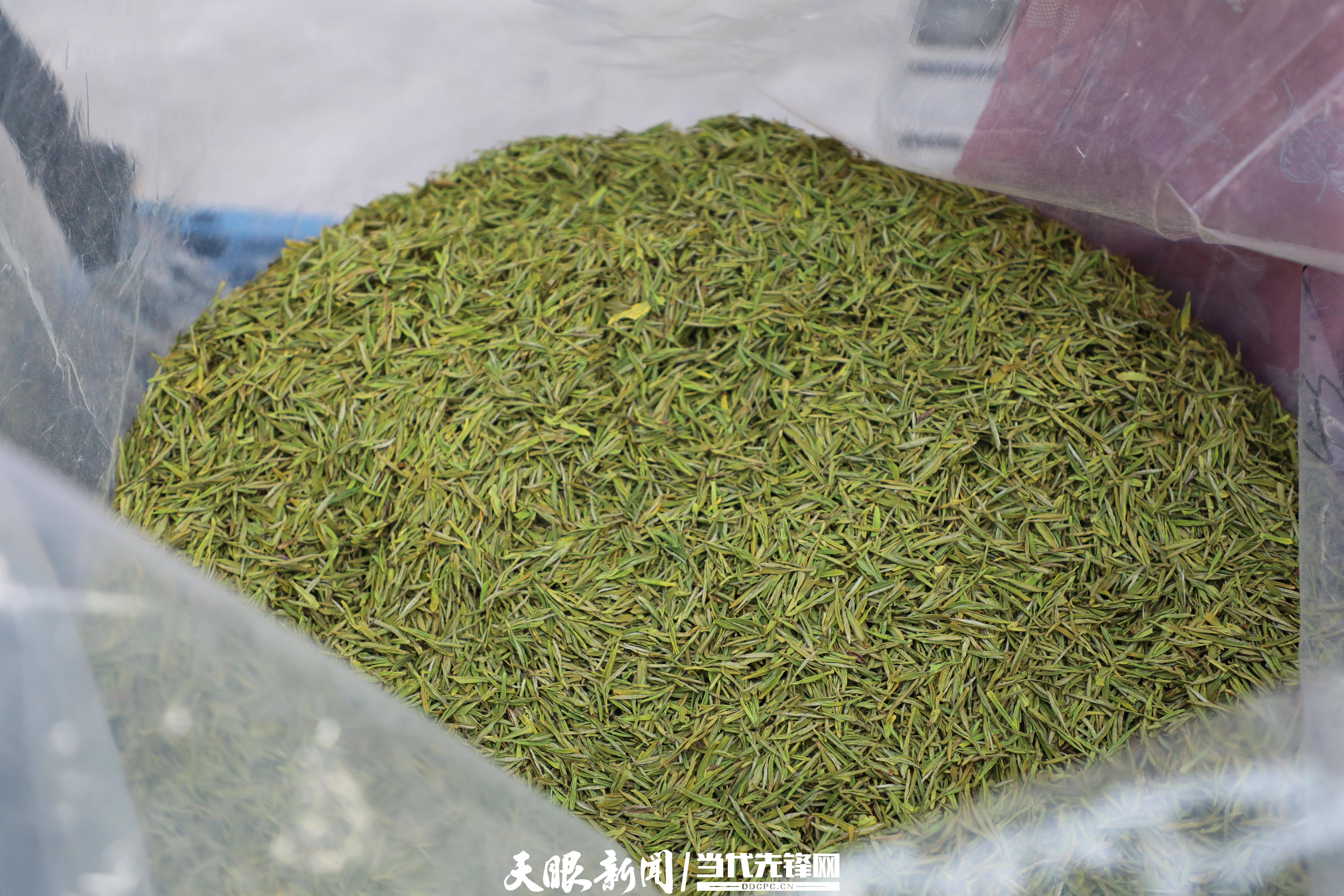 普安茶点绿成金之路③开售绿叶子24小时变成增收红票子