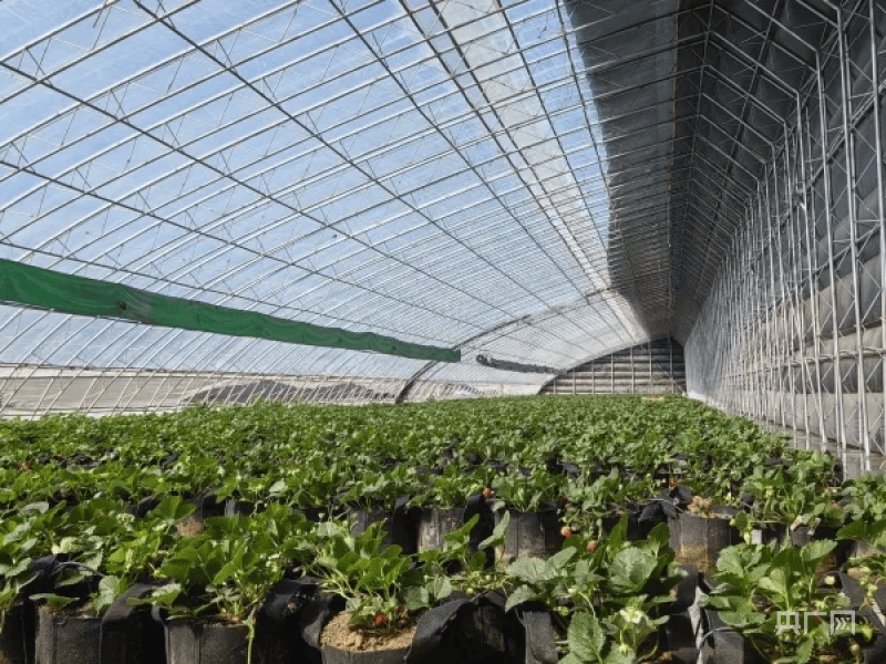乡村"新"事丨温室大棚充满科技范 手机种田护苗强_英下乡_设施_农业