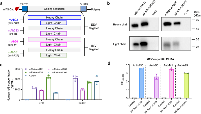 军科院艾博生物开发组合型双打击mrna编码抗体疗法针对正痘病毒