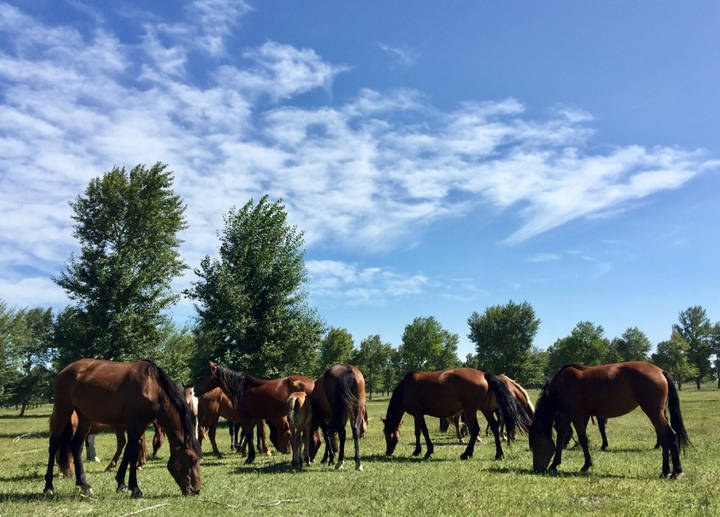 内蒙古80家景区将免首道门票拿出一千万元奖励旅行社