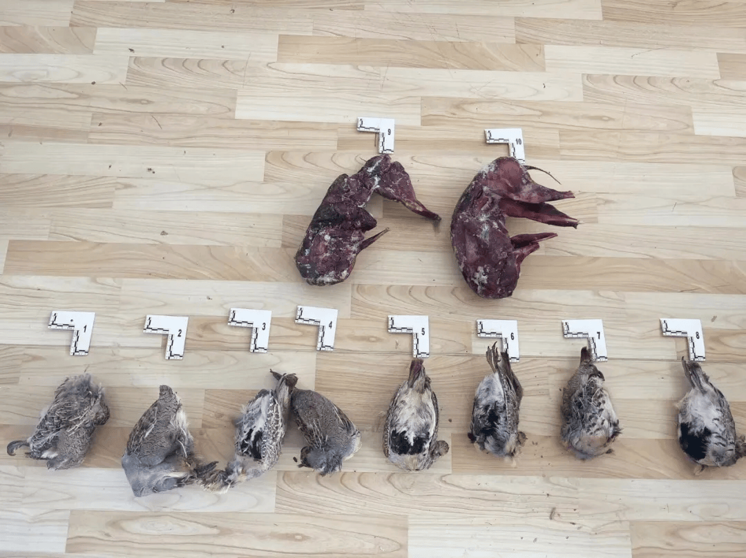 库伦公安连续侦破两起非法狩猎案件