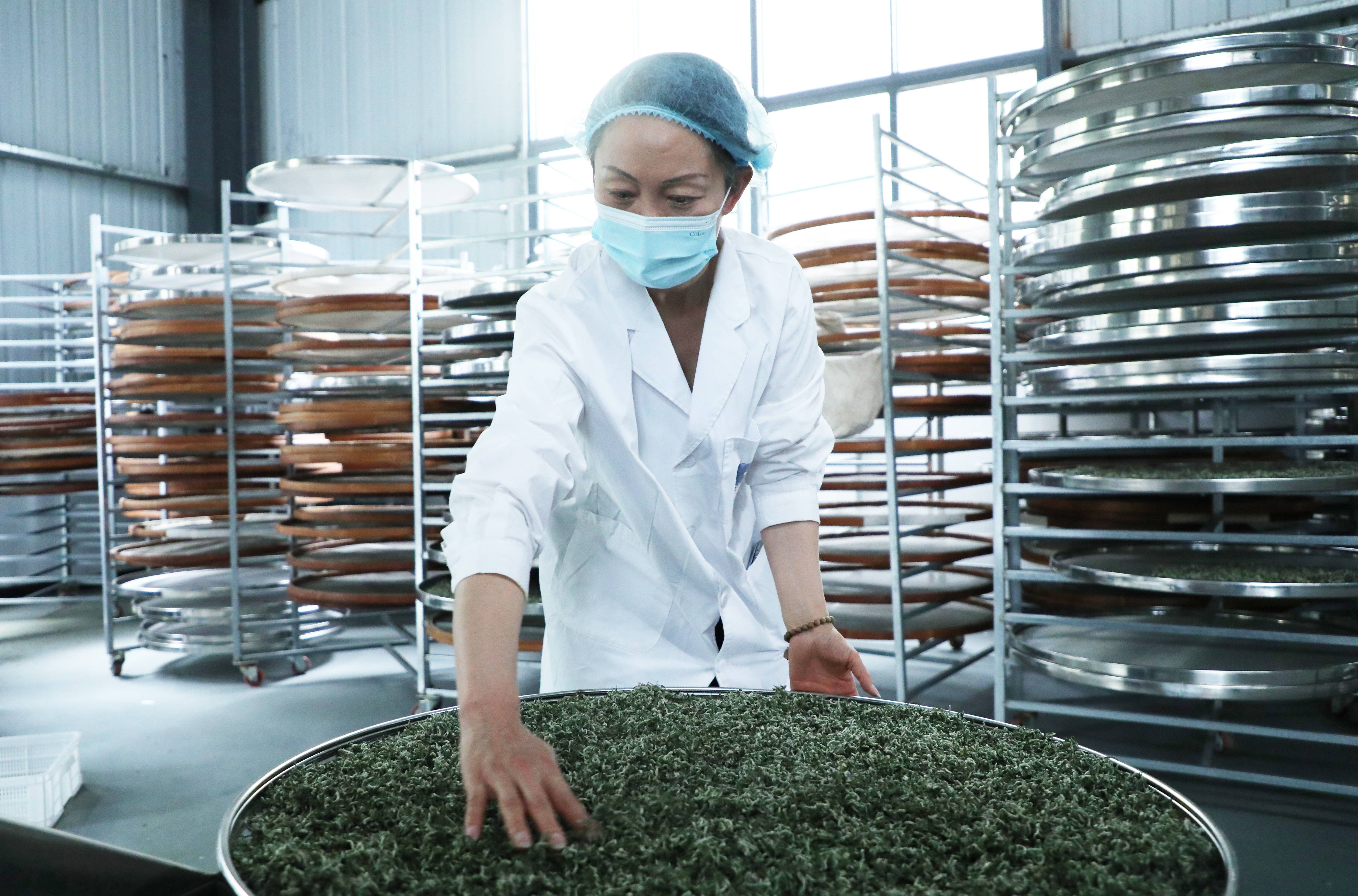 普安茶点绿成金之路②开制代代传承捻出缕缕幽香