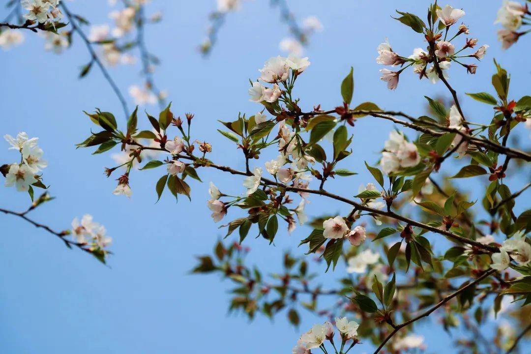 宿迁樱花:我~想~开~了~64646464_城市_part_泗阳县