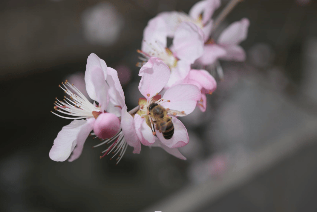 在轻盈春日里开启浪漫之旅享受舒适惬意的慢生活华 州2桃花夭夭恰如初见