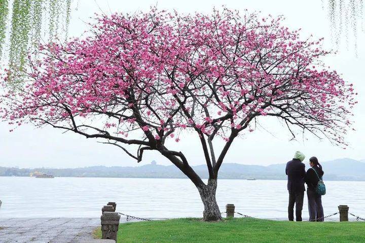 西湖春包子图片