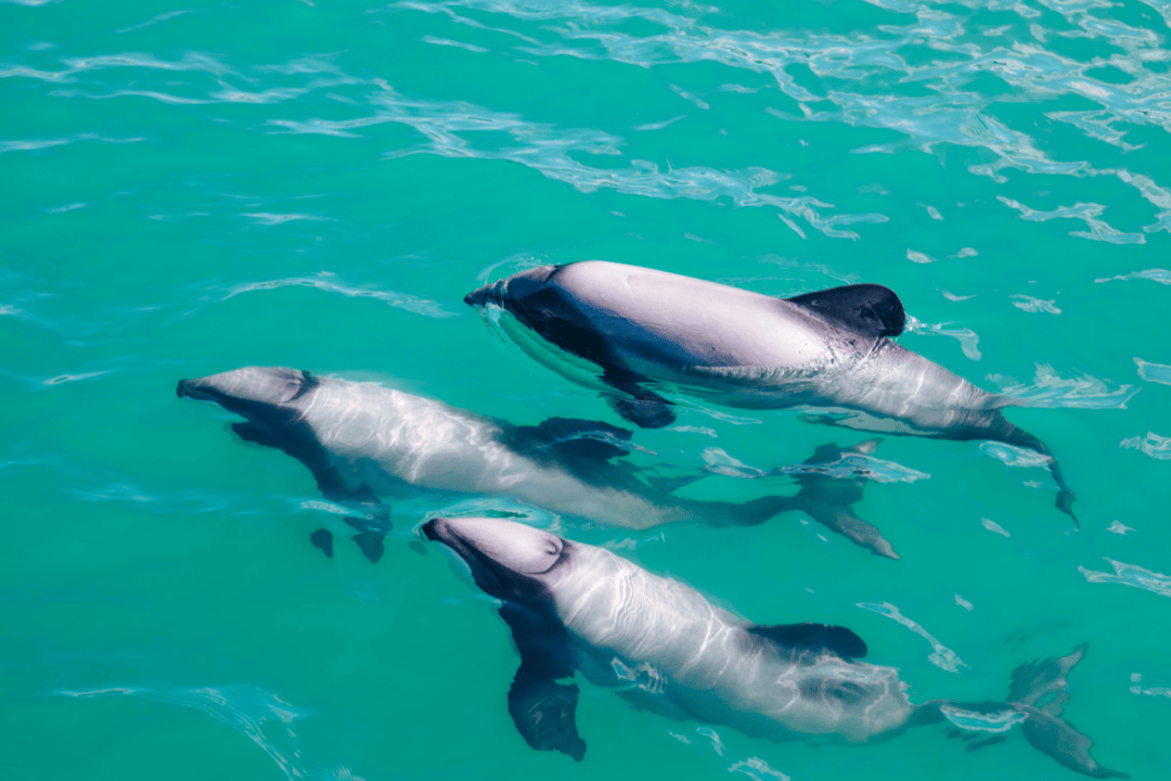 尴尬了但这很新西兰著名国际性赛事在南岛举办但因一头海豚出现被迫