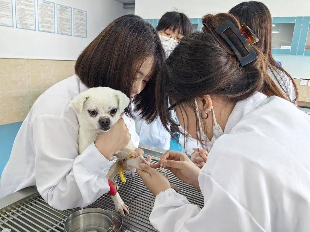 女生学动物医学图片