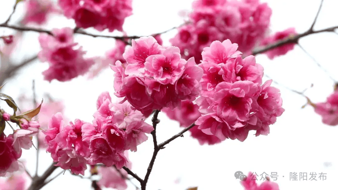 保山市东山森林公园32000多株樱花开了