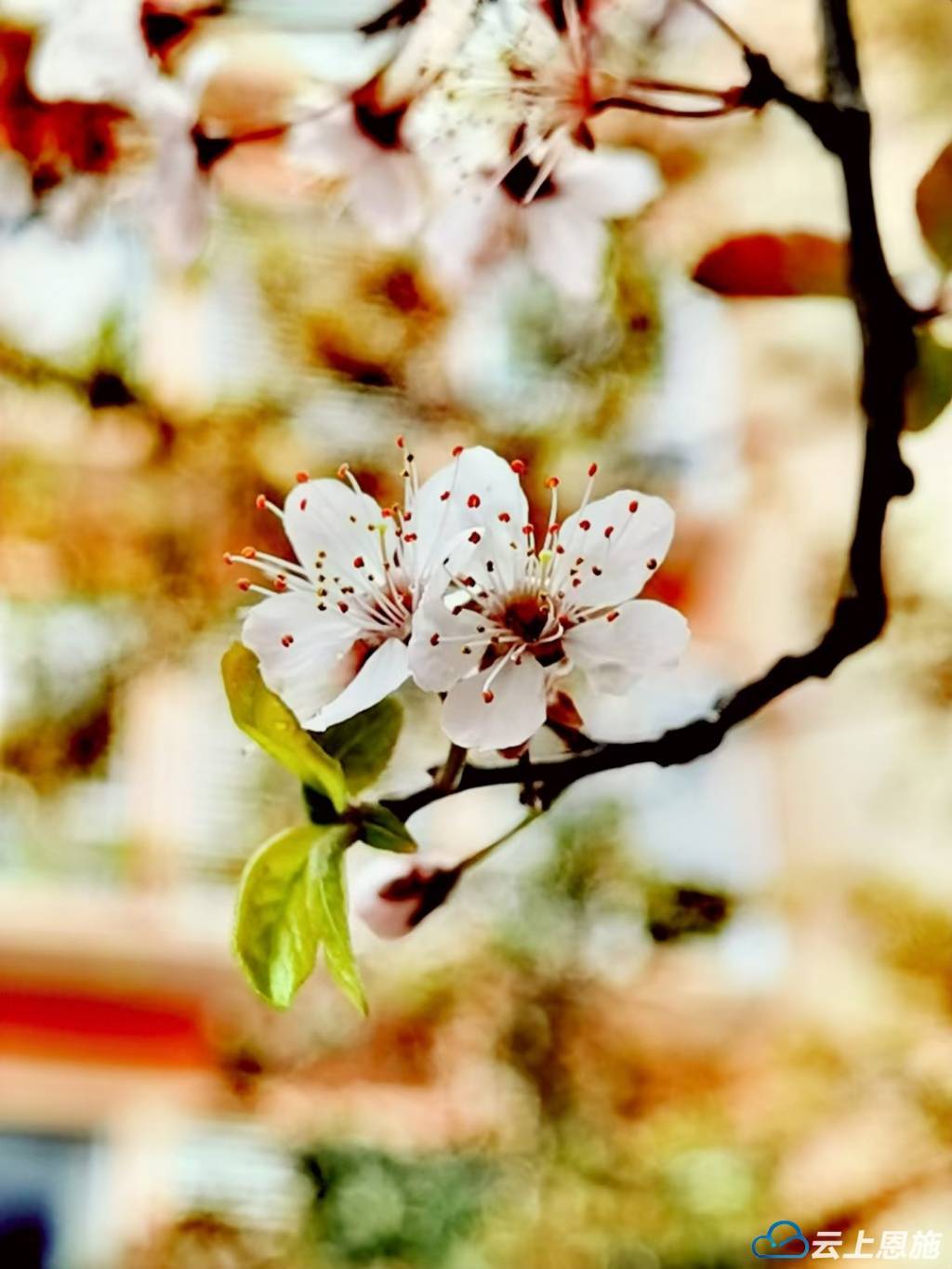 春天百花图片大全图片