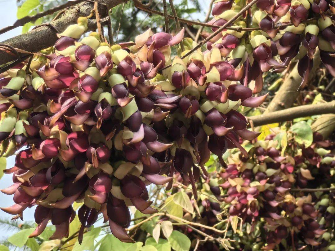 春日韶华丨枇杷熟了沿途赏禾雀花泡温泉始兴这条宝藏春游线路周末走起