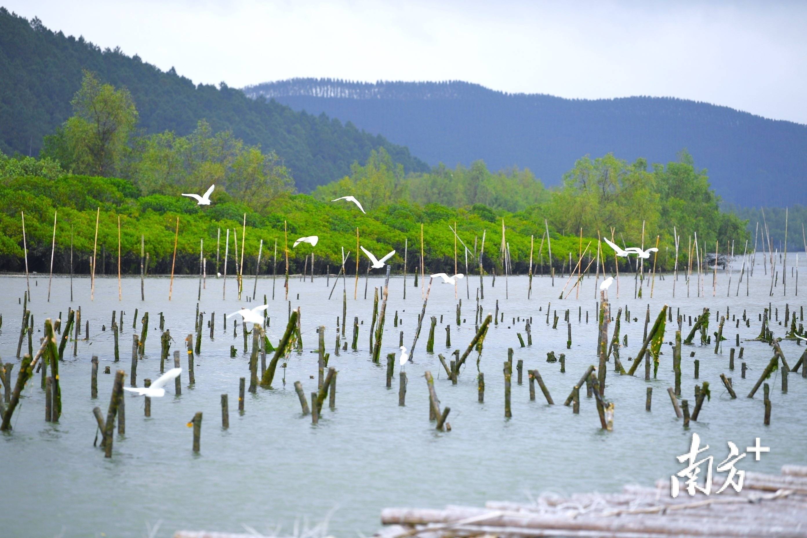 瑙鲁总统想去的台山是让无数人骄傲的故乡