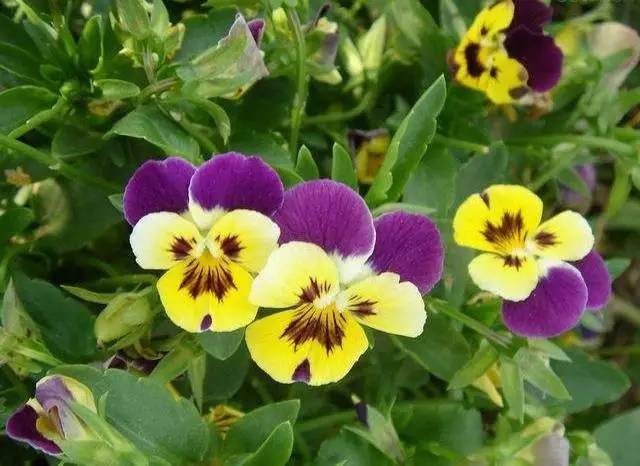 春天带孩子郊游教他认识一下路边常见100种植物吧太全了