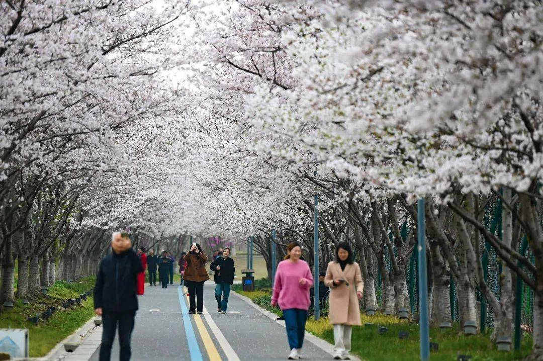 西漳公园樱花大道图片