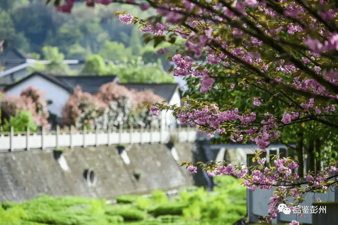 姚家村有个浪漫樱花谷_彭州市_花儿_村里