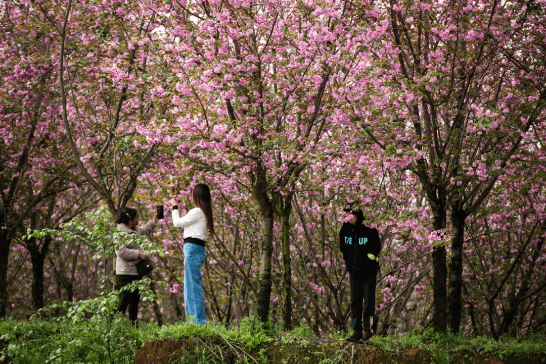 姚家村有个浪漫樱花谷_彭州市_花儿_村里