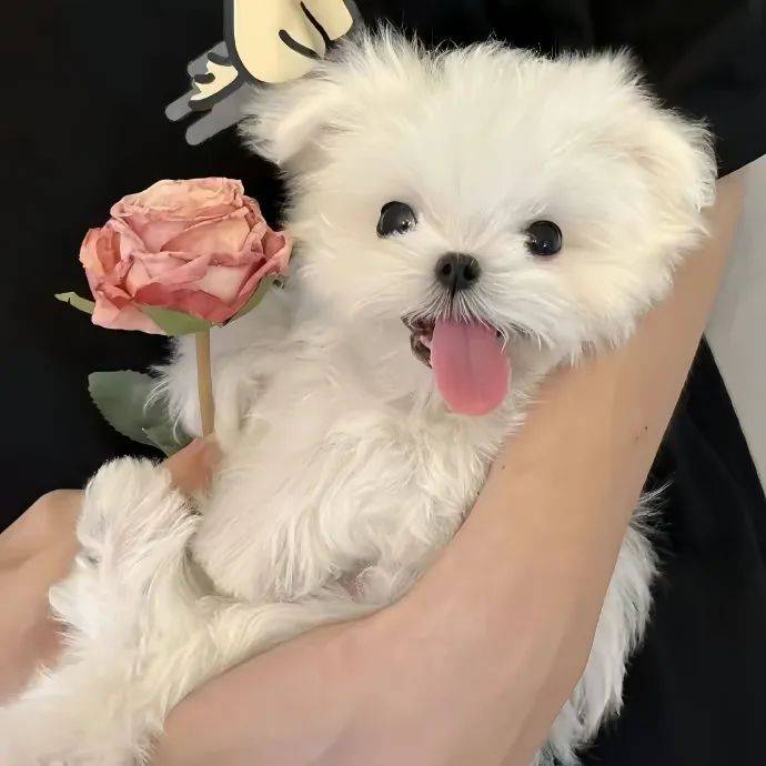 头像丨运气特别旺的363436373039女生头像