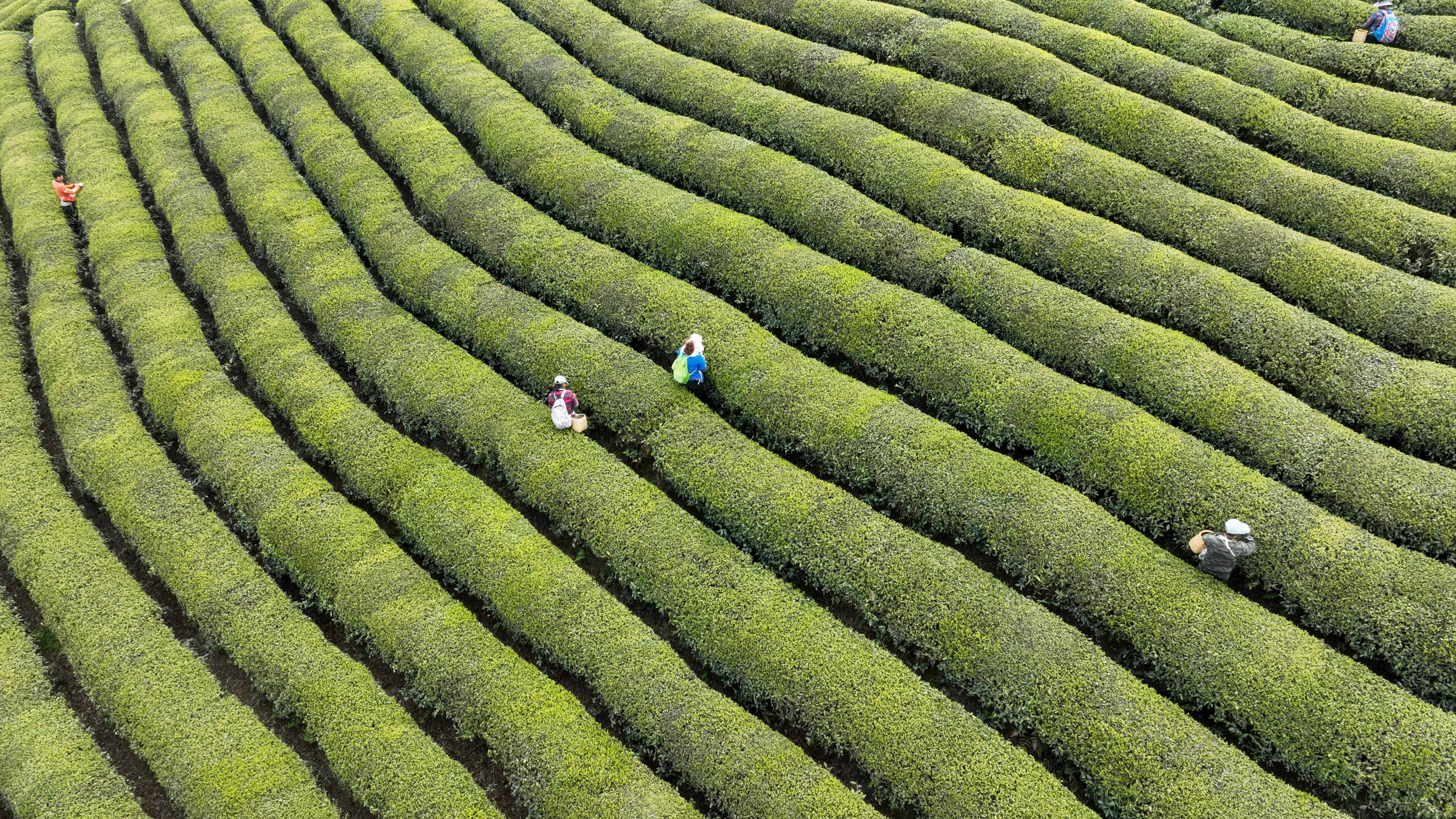 春茶采摘加工忙