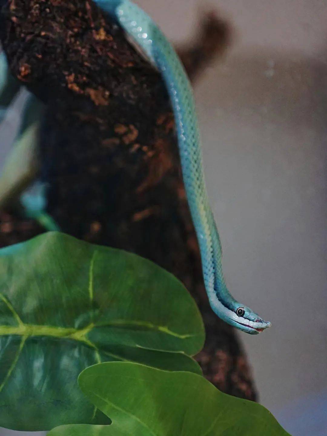 帆蜥,欧洲蓝斑蜥蜴,黑白王蛇,东部刺尾守宫,侏儒盾尾蜥等诸多品种爬宠