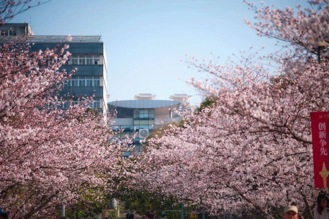 绝美大片,同济大学樱花来了!_校区_父亲_回母校