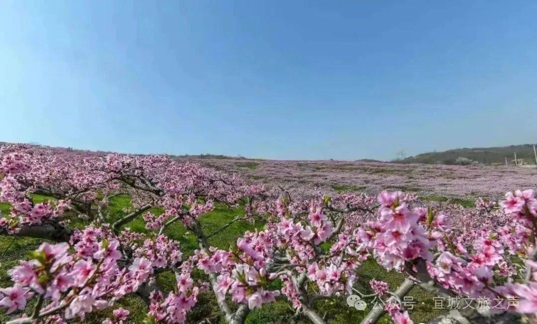 襄阳赏花好去处图片